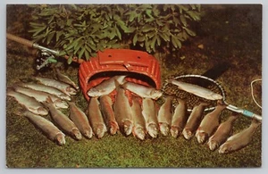 A Fisherman's Dream 21 Rainbow Trout A Great Haul From Fishing Trip Postcard - Picture 1 of 2