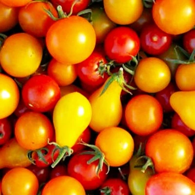 Rainbow Cherry Tomato Mix Seeds | NON-GMO | Heirloom | Fresh Vegetable Seeds - Image 1 of 2