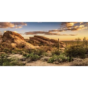 Reptile Habitat Background Blue Sky Oasis Cactus Sun and Desert Terrarium Bac... - Picture 1 of 4