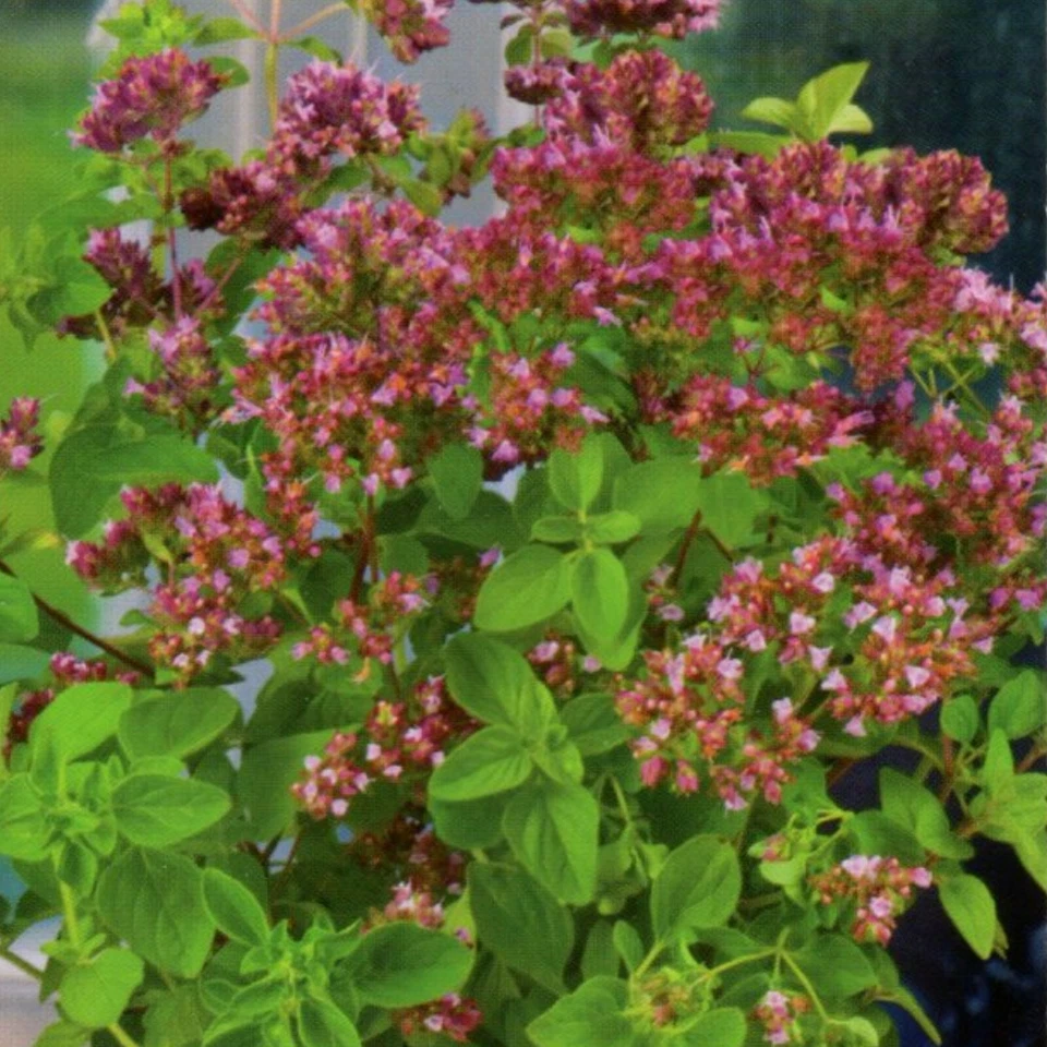 Oregano Staudenmajoran Samen Origanum vulgare mehrjährig 500 Samen Nr.118 - Bild 1 von 1