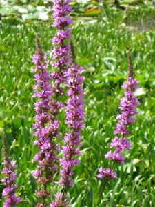 Blutweiderich, Lythrum salicaria Teichpflanzen Teichpflanze Sumpfpflanze - Bild 1 von 3