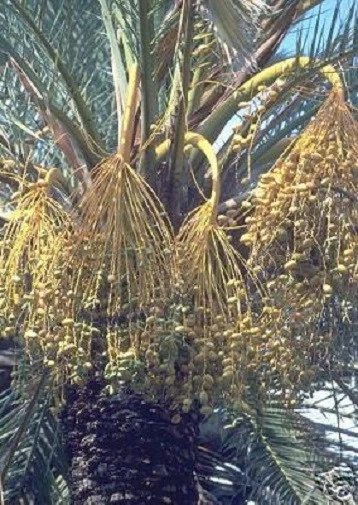 frostharte Dattelpalme - schnellwüchsig & ertragreich - Topfstaude / Samen - Bild 1 von 1