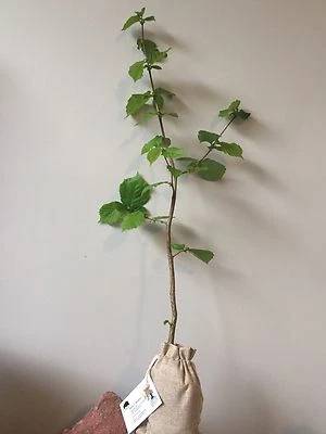 Truffle Tree (Hazel tree inoculated with the Black Summer or Burgundy Truffle) - Image 1 of 4