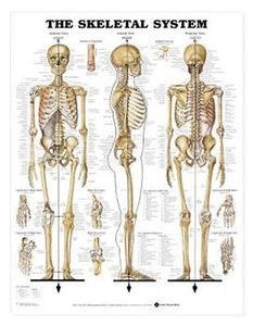 Medical Chart Set #2 of Three incl Skeletal, Female Muscular Vascular LFA #98950 - Picture 1 of 3