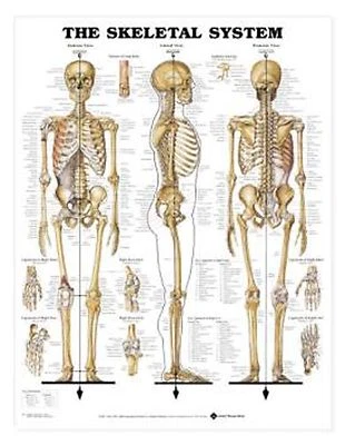 Medical Chart Set #1 of Three Charts incl Skeletal, Muscular Vascular LFA #98948 - Image 1 of 3