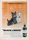 1960 Scotch écossais noir et blanc « Company's Coming » ANNONCE IMPRIMÉE