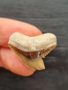 2,3 cm Diente Marrón Tiburón Tigre - Diente Tiburón Fósil - Imagen 1 de 3