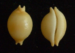 seashell Cypraea bistrinotata keelingensis 18-19,5 mm gema - Imagen 1 de 1