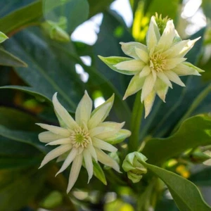 Anise *Orion* - Live Plants - Illicium hybrid  'NCIH2' ppaf fee included 4" cup - Picture 1 of 5