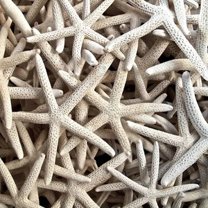 50 PCS BLEACHED WHITE FINGER STARFISH STAR SEA SHELL WEDDING BEACH 4" - 5" #7368 - Picture 1 of 1