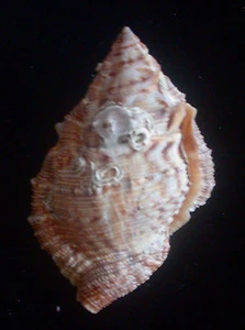 seashell Bufonaria subgranosa 60/64mm F+++/F++ - Picture 1 of 3