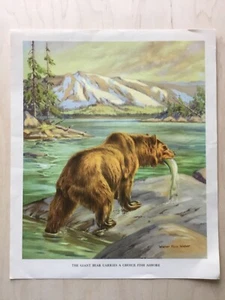 Walter Alois Weber Homes & Habits of Wild Animals Giant Bear 10x12” - Picture 1 of 2