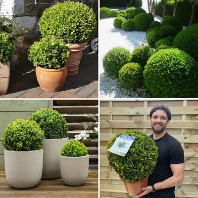 Buxus Topiary Plant Box Sempervirens Ball Evergreen Shrub Bush Garden 40cm - Image 1 of 2