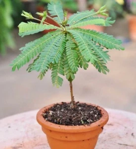 Biophytum sensitivum (Jurassic Sensitive Plant)(20+ Seeds) RARE, Canada, 2025 - Picture 1 of 12