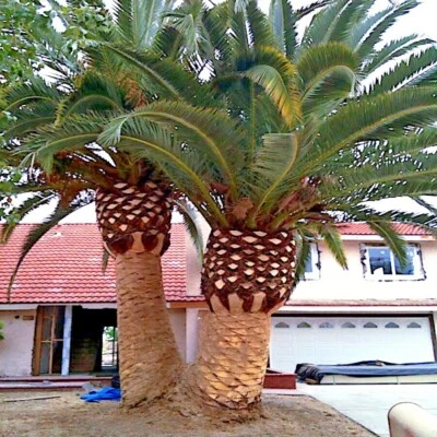 10 CANARY ISLAND DATE PALM Tree Seeds (Phoenix Canariensis) Hardy Fruit Plant  - Image 1 of 4