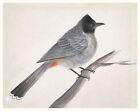 Near Eastern Art Reproduction: Red-Vented Bubbul On A Branch - Fine Art Print