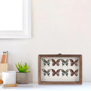 1 Set Vetrina Insetti Scatola Collezione Legno Finestra Trasparente Insetti Box - Foto 1 di 12