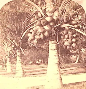1895 FLORIDA COCOANUT TREES IN THE WHITE SANDS OF FLORIDA STEREOVIEW Z1249 - Picture 1 of 4