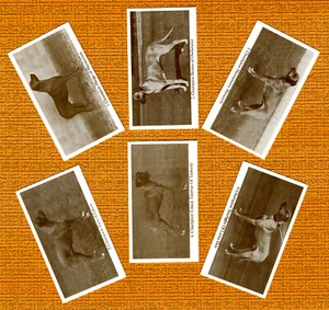 RHODESIAN RIDGEBACK SET OF SIX NAMED DOG COLLECTABLE TRADE CARDS GREAT GIFT - Foto 1 di 1