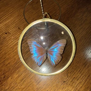Blue Purple Morpho Real butterfly Taxidermy Gold Tone Frame Brazil - Picture 1 of 5