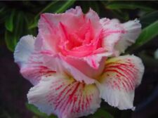 5 Pink Panther Desert Rose Seeds Adenium Obesum Flower *Buy 4 Free Tracking*