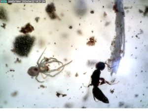Arañas de copal fósil de Madagascar subrecientes, inclusiones de insectos MO2 16,8 g - Imagen 1 de 12