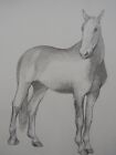 Original Tonal Pencil Drawing Of A Horse Standing Halted