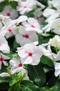 100 BRIGHT EYES PERIWINKLE Vinca Rosea Dwarf White & Pink Flower Seeds - Picture 1 of 10
