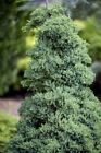Zwerg-Wacholder 'Nana' 2L Topf 20-25cm robust & winterhart Juniperus