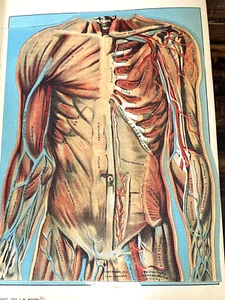 1917 Domestic Medical Practice Book Color Layered Illustrations Halloween Decor - Bild 1 von 15