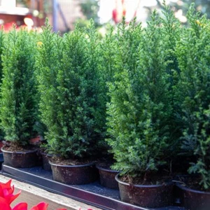 Chamaecyparis lawsoniana 'Ellwoodii' - 1x 1 Litre Pot - RHS Award Winner - Picture 1 of 3