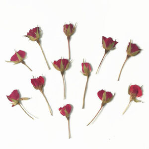 12Pcs/Lot Real Dried Rose Flower DIY Home Ornament UV Resin Mold Jewelry Ma C Sp