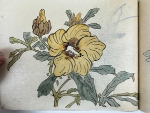 Japanese Rare Book “Shasei-cho” Illustrations of animals, fish and plants - Picture 1 of 20