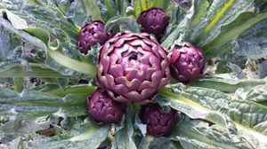 50 SEMI DI CARCIOFO ROMANESCO +"SPEDIZIONE GRATUITA " - Foto 1 di 1