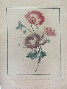 Louis Marie Piquant Anemone Double Manières De Crayon 1780 Orig Fleurs Flowers - Picture 1 of 2