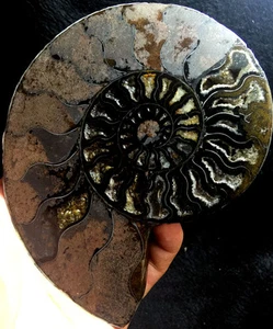275g Rare Black Half of Split Ammonite Fossil Specimen Shell Healing Madagascar - Picture 1 of 10