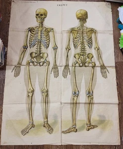 Vintage Original Human Skeleton Skull Poster Anatomy Oddities Curiosity - Picture 1 of 6