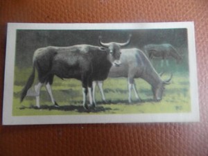 GB Brooke Bond "Wildlife in Danger" 1963 tea-card No.16 'Cambodian Forest Ox'.