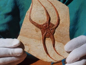 Large Fossil Starfish Geocoma Carinata from Morocco 150 Million Years Old - Picture 1 of 2