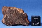 36.9 Gram Vaca Muerta Meteorite End Slice - Mesosiderite  Antofagasta Chile 1861