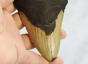 Megalodon Shark Teeth XLG Real FOSSIL 5 - 24 million year old 136mm 5.3" 597cc - Picture 1 of 20