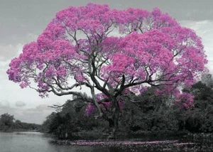 Tree Blossom - Giant Poster 140cm x 100cm new and sealed - Picture 1 of 1