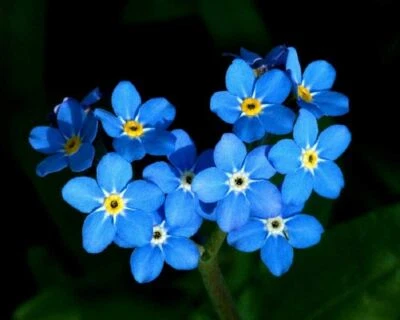 Forget-Me-Not Flower Seeds, "COOL BEANS N SPROUTS" Brand. Home Gardening.