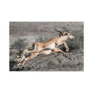 Stampa su Tela su Carta Poster o Quadro Bennion Scott Impala - Picture 1 of 2