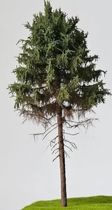 🍀🍀2 x Modellbaum H0 Freon-Fichte 18-20 cm Höhe..Handarbeit. - Bild 1 von 1