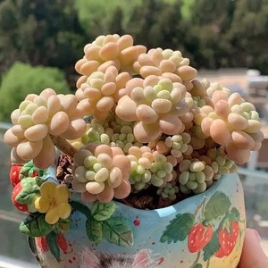 Echeveria Rococo three heads about 4cm succulent 🏵️limited - Picture 1 of 3