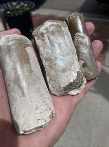 3 Recently Closed Baculite Mesa Pueblo Colorado Specimens! - Picture 1 of 8