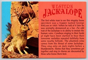 Postcard Western Jackalope Story Cryptozoology Mythology - Picture 1 of 2