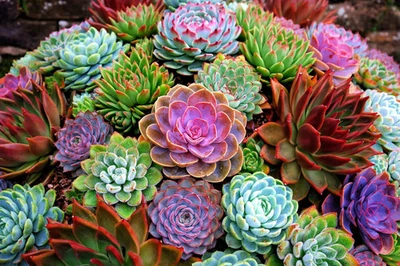 50 x Echeveria Mixed Varieties Seeds -  Succulent-Plant Flowers Succulents - Image 1 of 4