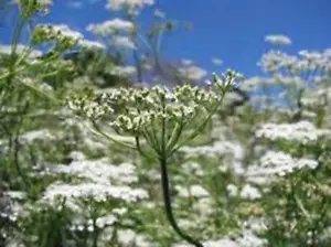 CUMIN SEED, HEIRLOOM, NON GMO, 500 SEEDS, HERB SEED FOR GROWING - Picture 1 of 1